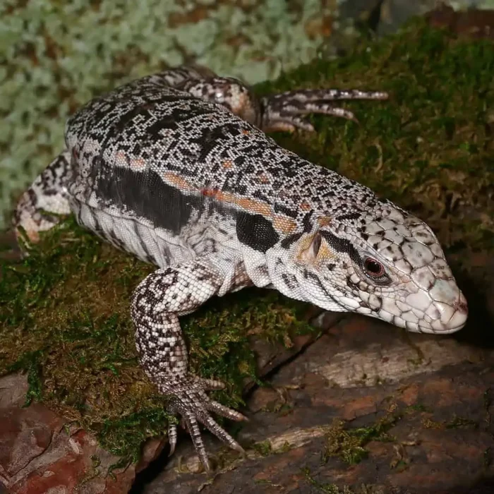 Yearling Super Red Tegu