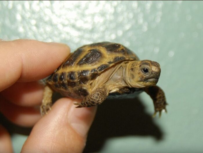 Russian Tortoise