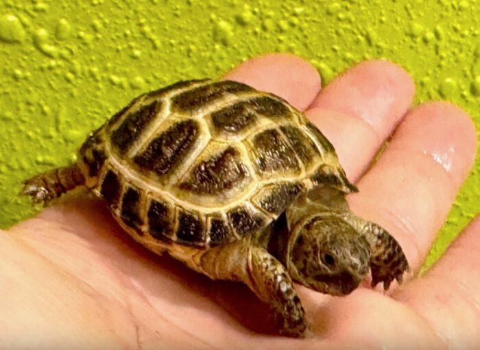 Russian Tortoise